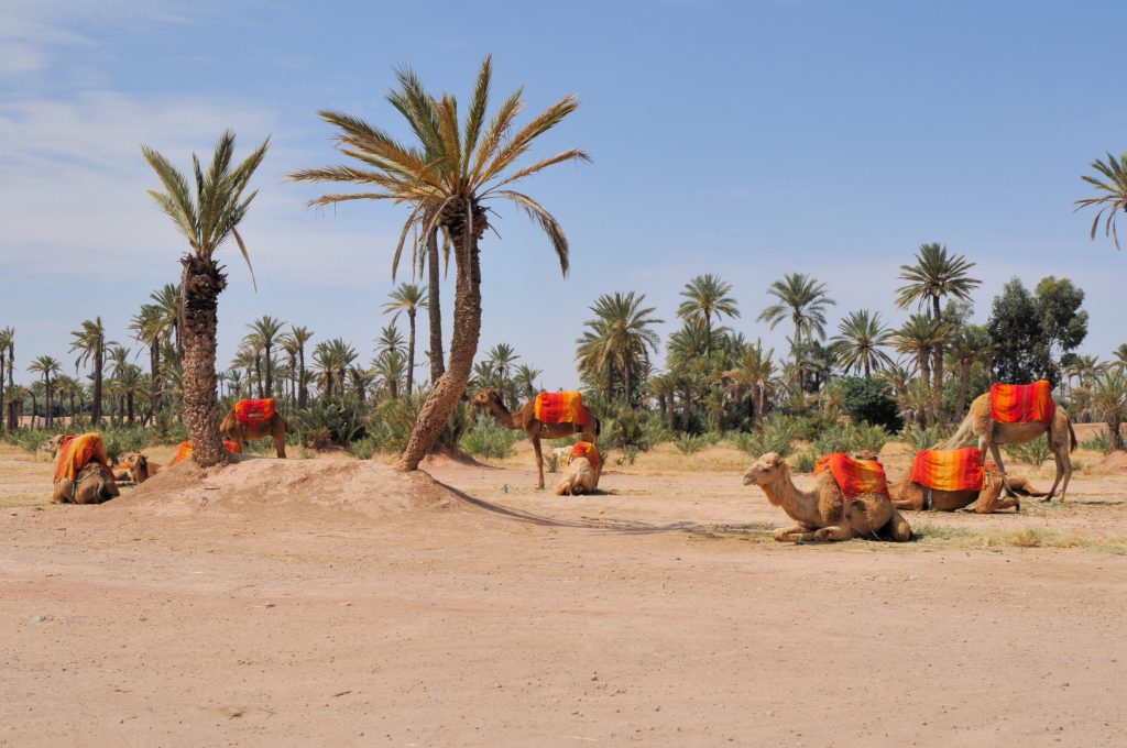 11 основных вещей, которые нужно сделать в Марракеше, Марокко – Фото 2