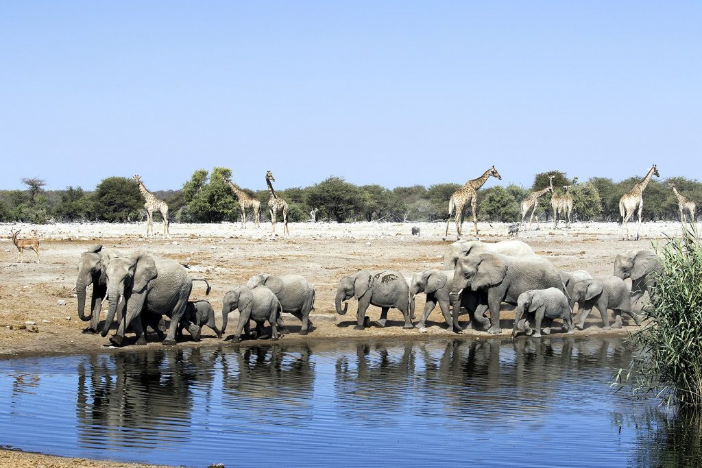10 лучших сафари в Намибии – Фото 2