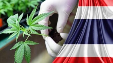 Таиланд на пороге запрета торговли марихуаной