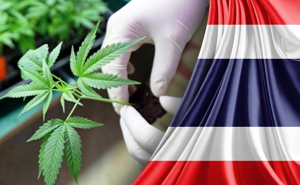 Таиланд на пороге запрета торговли марихуаной